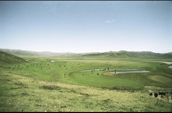 Yaks near Amchok Village