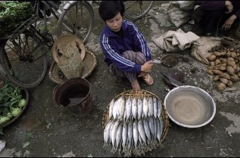 Morning Cá nục (scad)