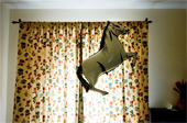 Horse Balloon