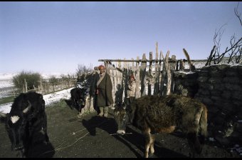 Tending to the Yaks