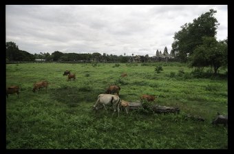Cows