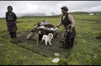 Herding