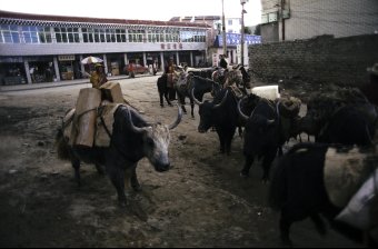 litang01 copy