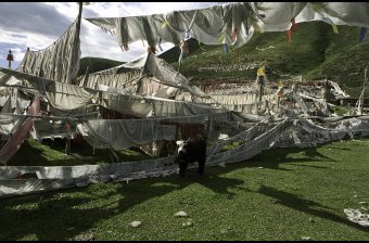 Prayer Flags & Dri
