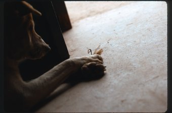 Base Dog