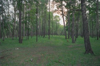Through the Forest
