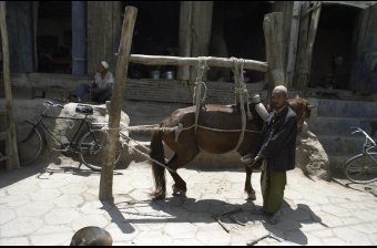 Shoeing a Horse